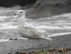 Iceland Gull