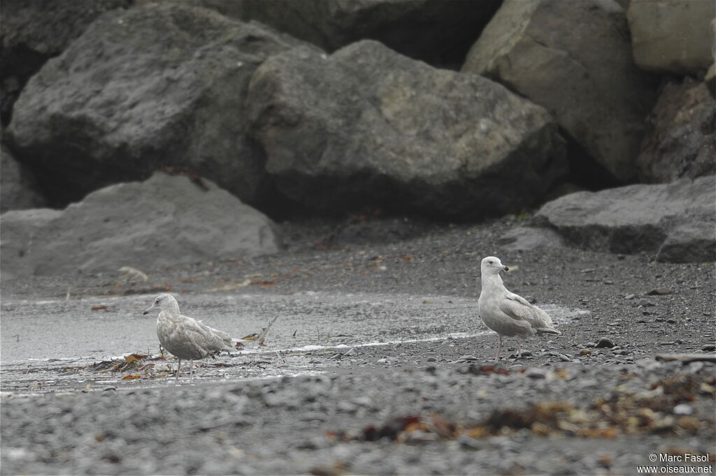 Iceland GullThird  year, identification