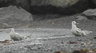 Iceland Gull