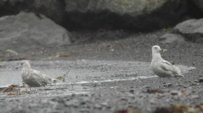 Goéland à ailes blanches