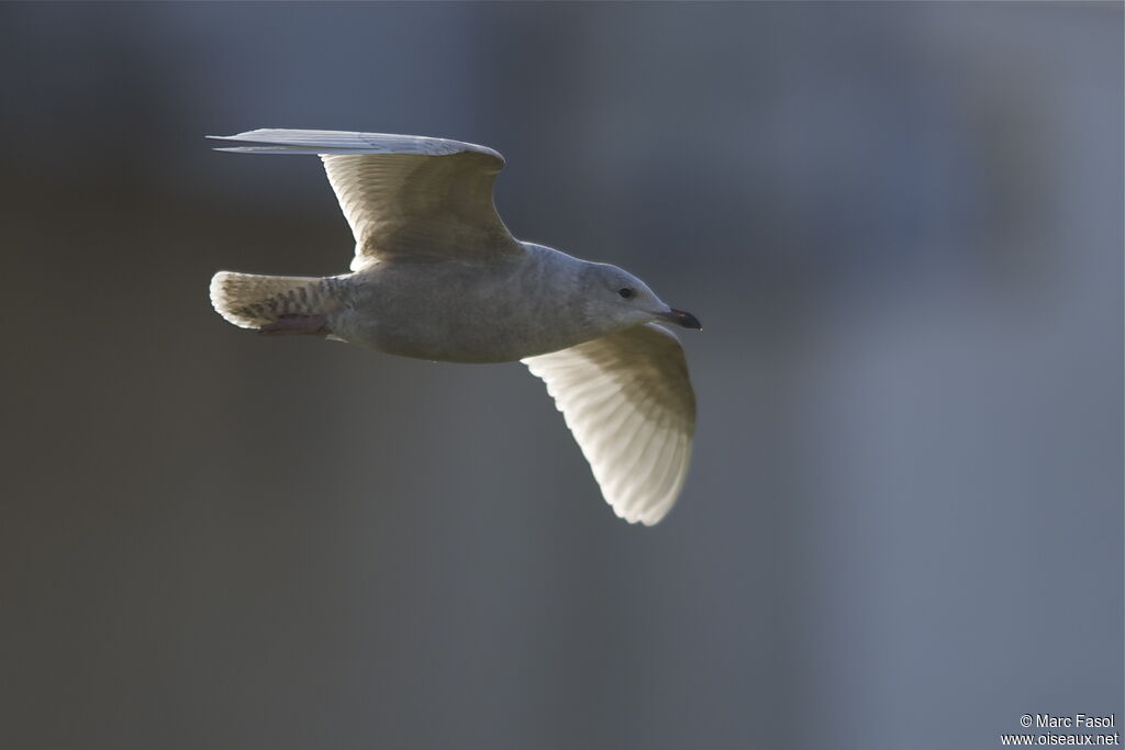 Iceland GullFirst year, Flight