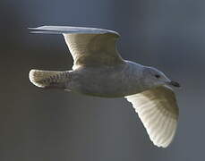 Iceland Gull