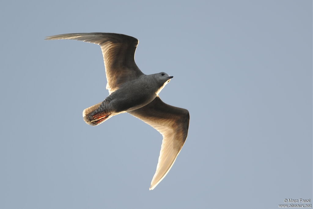 Iceland GullFirst year, Flight