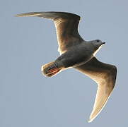 Iceland Gull