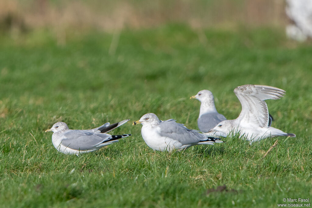 Ring-billed Gulladult post breeding, identification