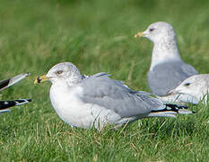 Ring-billed Gull