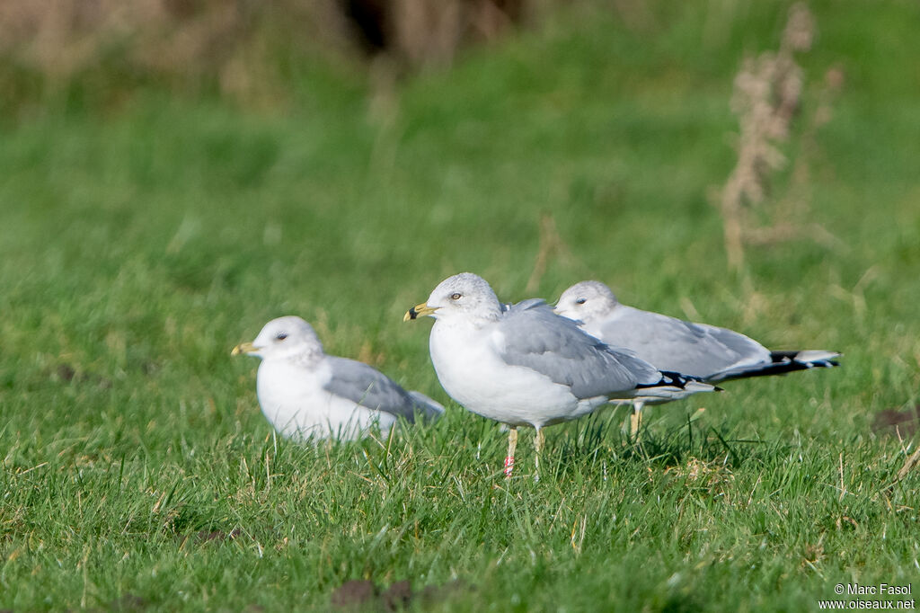 Ring-billed Gulladult post breeding, identification