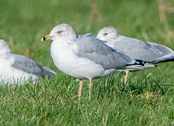 Ring-billed Gull