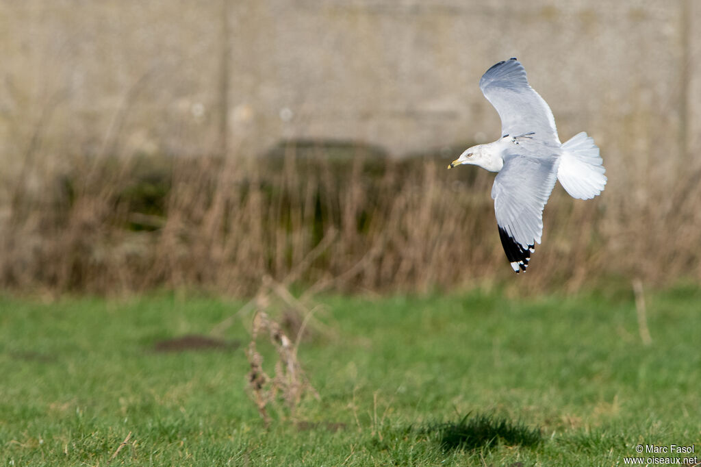 Ring-billed Gulladult post breeding, Flight