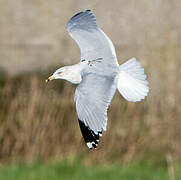 Ring-billed Gull