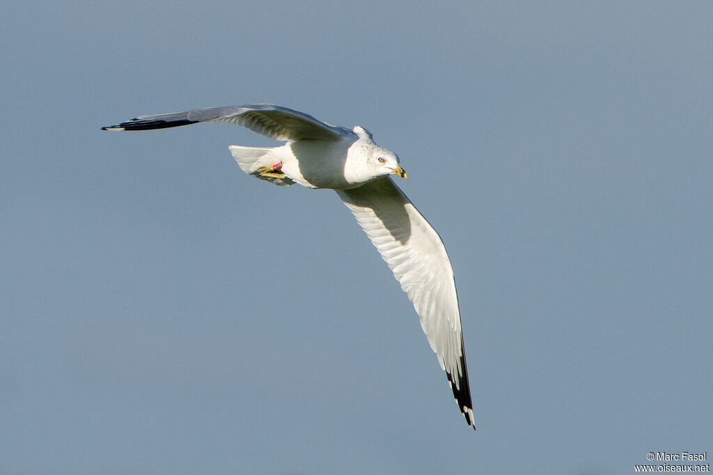 Ring-billed Gulladult post breeding, Flight