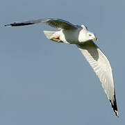 Ring-billed Gull