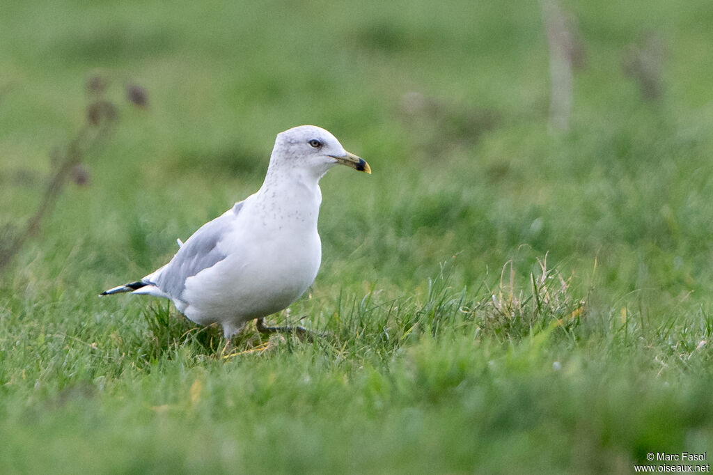 Ring-billed Gulladult post breeding, identification, fishing/hunting