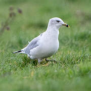 Ring-billed Gull