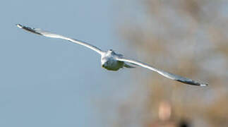 Ring-billed Gull