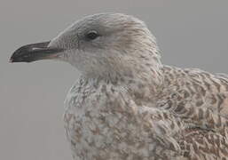 European Herring Gull