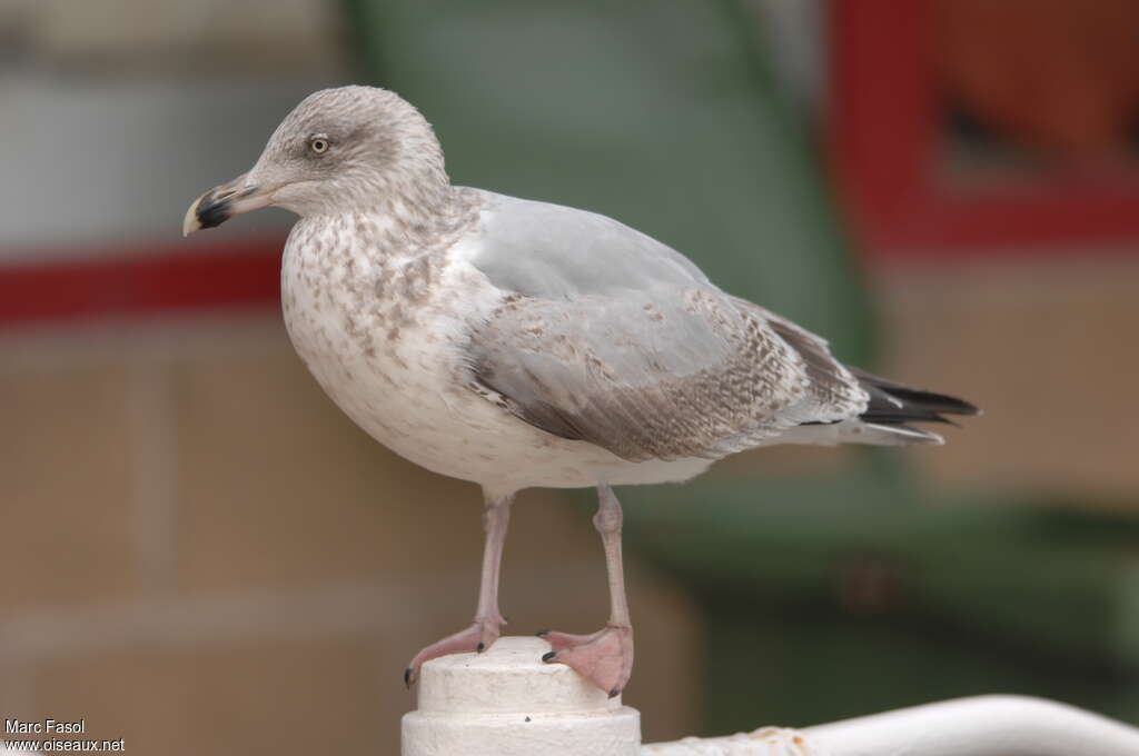 European Herring GullThird  year, identification