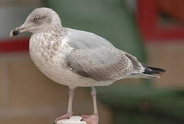 European Herring Gull