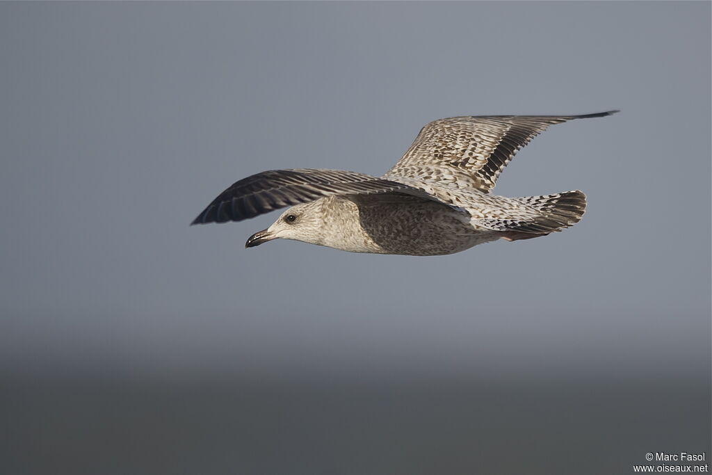 European Herring GullFirst year, Flight