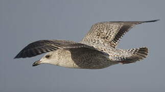 European Herring Gull