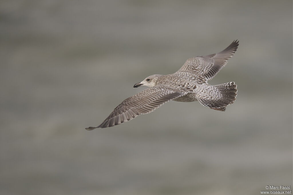 European Herring GullFirst year, Flight