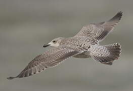 European Herring Gull