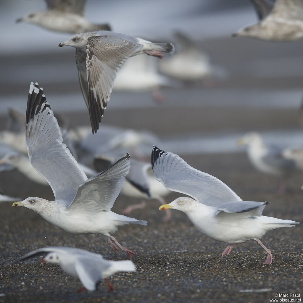 European Herring Gullimmature, Flight