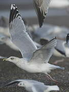 European Herring Gull