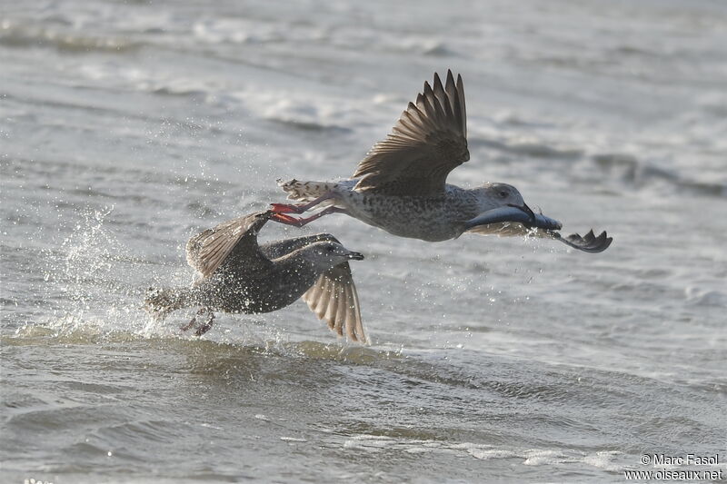 European Herring GullSecond year, identification, Flight, feeding habits, fishing/hunting, eats, Behaviour
