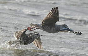 European Herring Gull