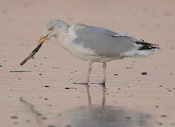 European Herring Gull