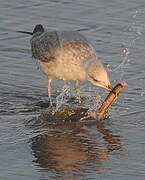 European Herring Gull