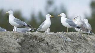 European Herring Gull