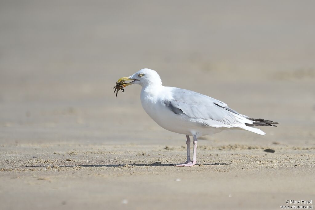 Goéland argentéadulte, identification, régime, pêche/chasse, mange