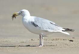 European Herring Gull