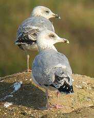 Goéland argenté