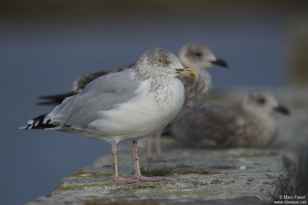 European Herring Gulladult post breeding, identification