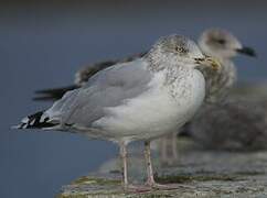 European Herring Gull