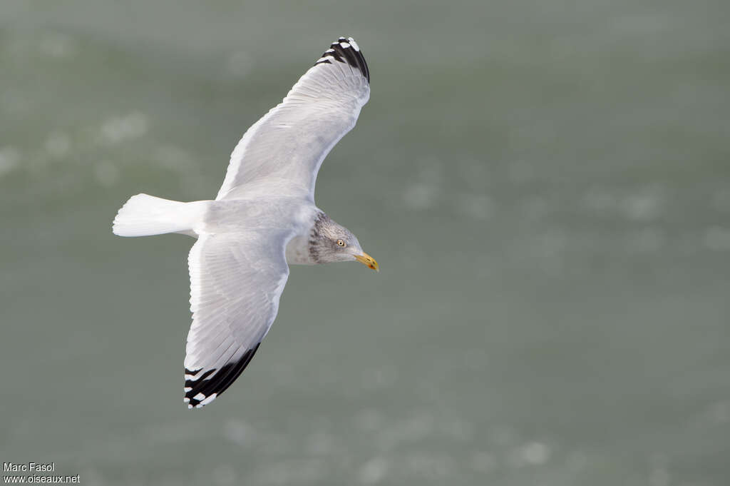 European Herring Gulladult post breeding, pigmentation, Flight