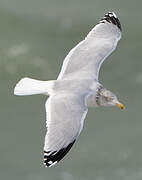 European Herring Gull