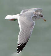 European Herring Gull