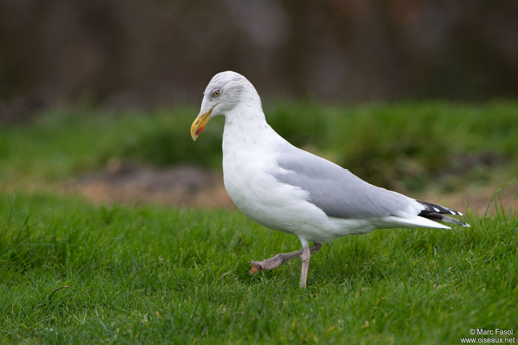 Goéland argentéadulte, pêche/chasse