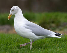 European Herring Gull