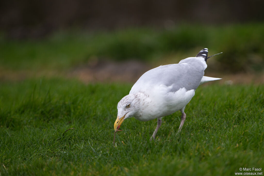 Goéland argentéadulte, régime, mange