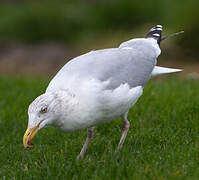 European Herring Gull