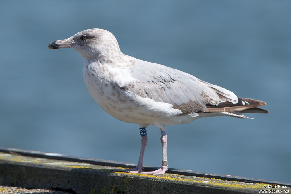 European Herring GullThird  year, identification