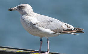 European Herring Gull