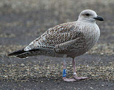 Goéland argenté