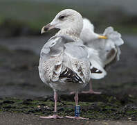 European Herring Gull