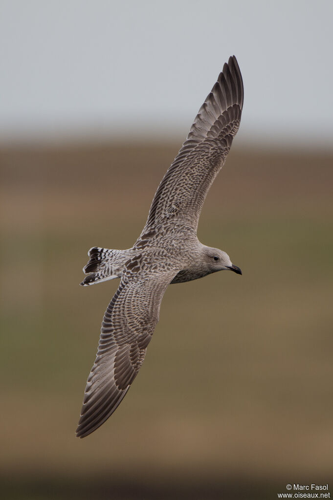 European Herring GullFirst year, Flight